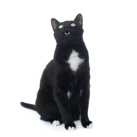 Sitting on the floor black cat isolated over the white backgroundの写真素材