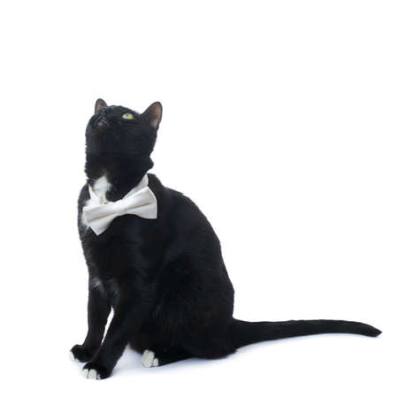 Sitting on the floor black cat with bow tie isolated over the white backgroundの写真素材