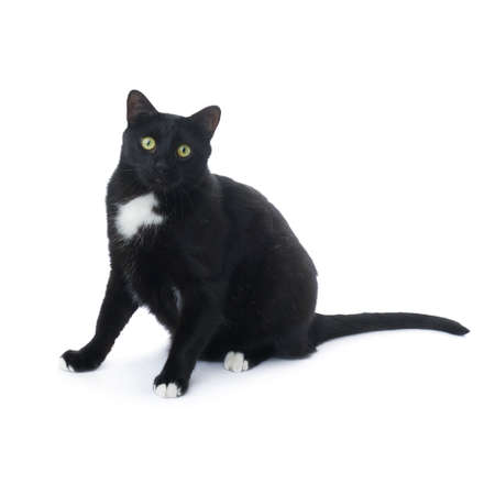 Sitting on the floor black cat isolated over the white backgroundの写真素材