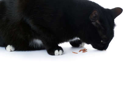 Sitting on the floor black cat isolated over the white backgroundの写真素材