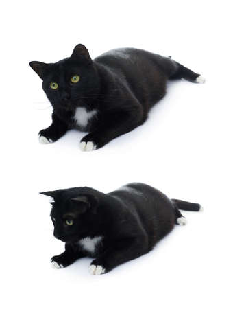 Lying on the floor black cat isolated over the white backgroundの写真素材