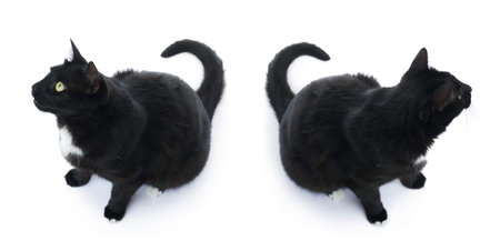 Sitting on the floor black cat isolated over the white background