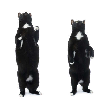 Standing on the floor black cat isolated over the white backgroundの写真素材