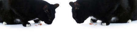 Sitting on the floor black cat isolated over the white backgroundの写真素材