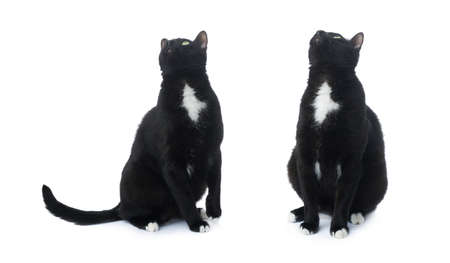 Sitting on the floor black cat isolated over the white backgroundの写真素材
