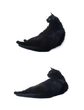 Lying on the floor black cat isolated over the white backgroundの写真素材