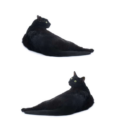 Lying on the floor black cat isolated over the white backgroundの写真素材