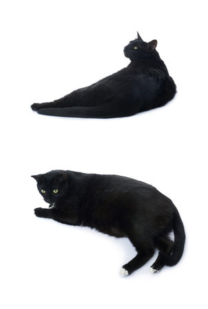 Lying on the floor black cat isolated over the white backgroundの写真素材
