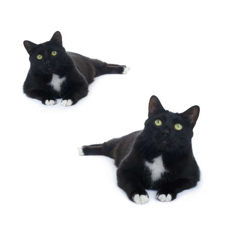 Lying on the floor black cat isolated over the white backgroundの写真素材