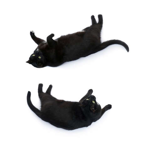 Lying on the floor black cat isolated over the white backgroundの写真素材