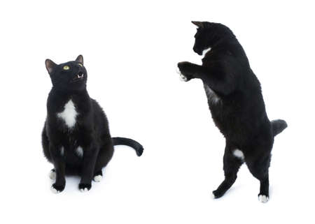 Sitting on the floor black cat isolated over the white backgroundの写真素材