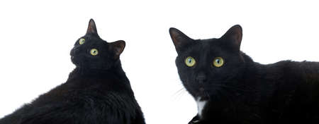 Lying on the floor black cat isolated over the white backgroundの写真素材