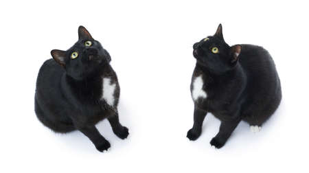 Sitting on the floor black cat isolated over the white backgroundの写真素材