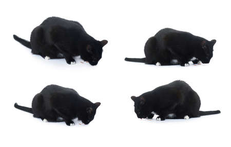 Sitting on the floor black cat isolated over the white backgroundの写真素材