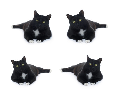 Lying on the floor black cat isolated over the white backgroundの写真素材