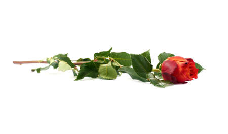 Single red orange rose isolated lying over the white surfaceの写真素材