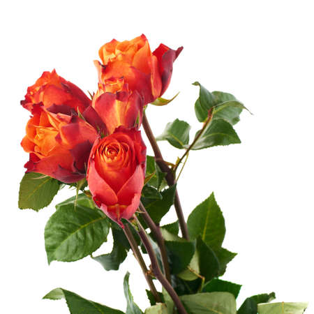 Fresh red orange roses over the white isolated backgroundの写真素材