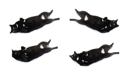 Lying on the floor black cat isolated over the white backgroundの写真素材