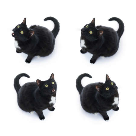 Sitting on the floor black cat isolated over the white backgroundの写真素材
