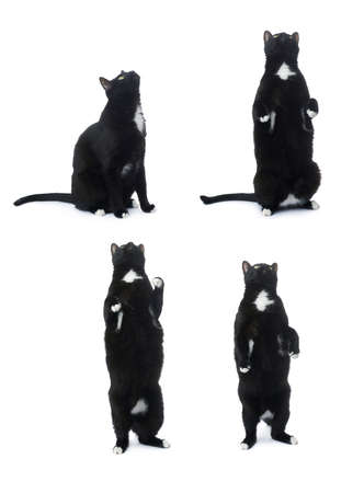 Standing on the floor black cat isolated over the white backgroundの写真素材