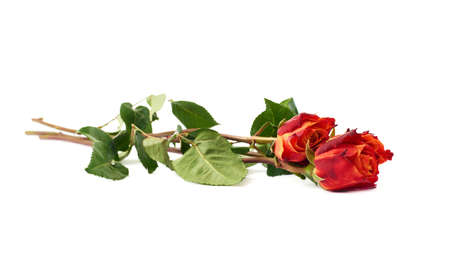 Three red orange roses isolated lying over the white surfaceの写真素材
