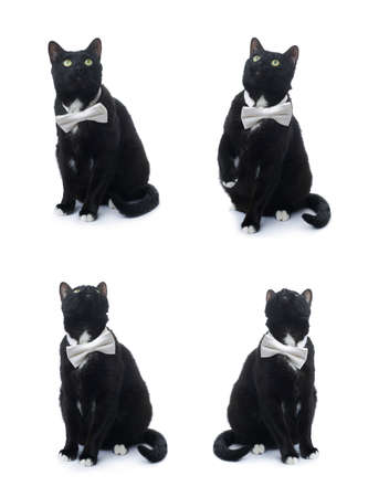 Sitting on the floor black cat with bow tie isolated over the white backgroundの写真素材