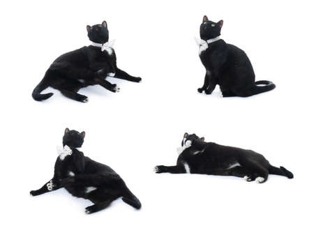 Lying on the floor black cat with bow tie isolated over the white backgroundの写真素材