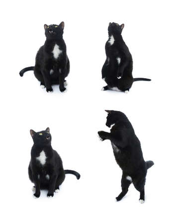 Sitting on the floor black cat isolated over the white backgroundの写真素材