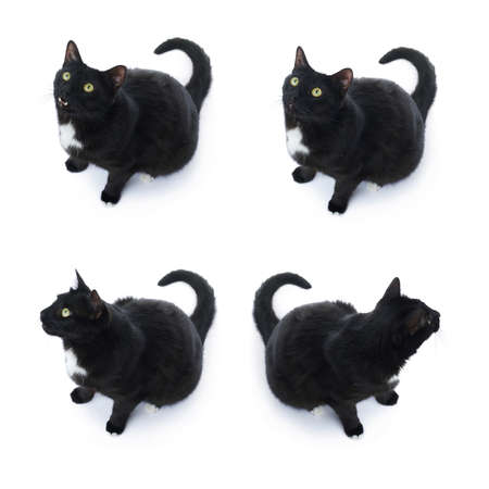 Sitting on the floor black cat isolated over the white backgroundの写真素材