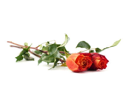 Two red orange roses isolated lying over the white surfaceの写真素材