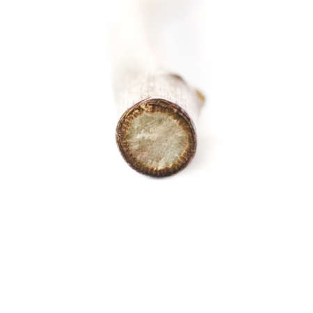 Rose flower stem isolated over white backgroundの写真素材