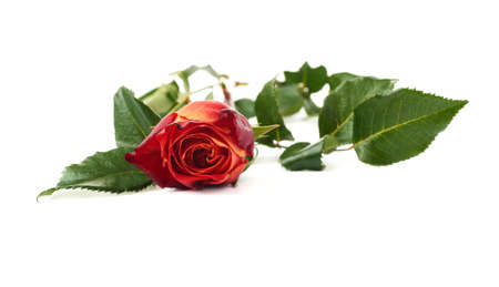 Single red orange rose isolated lying over the white surfaceの写真素材