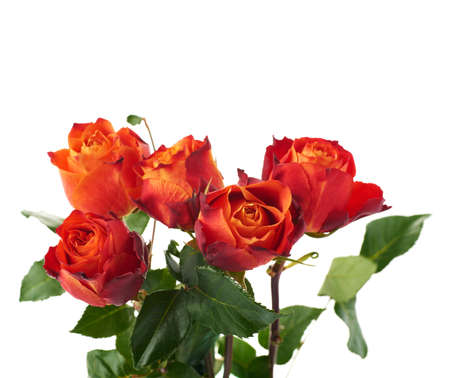 Fresh red orange roses over the white isolated backgroundの写真素材