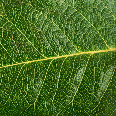 Rose green leaf texture as abstract background macroの写真素材