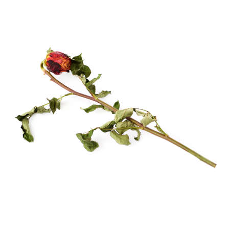 Single dried red rose over the white isolated backgroundの写真素材