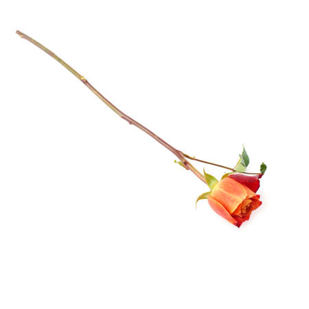 Single red orange rose isolated lying over the white surfaceの写真素材