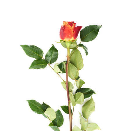 Single red orange rose isolated lying over the white surfaceの写真素材