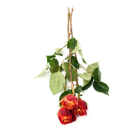 Three red orange roses isolated lying over the white surfaceの写真素材