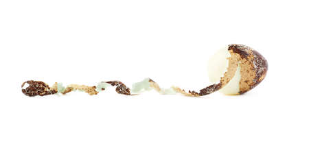Single peeled quail egg isolated over white backgroundの写真素材