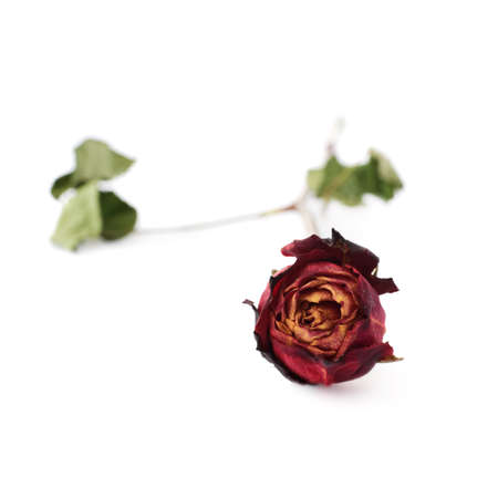 Single dried red rose over the white isolated backgroundの写真素材