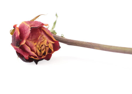 Single dried red rose over the white isolated backgroundの写真素材