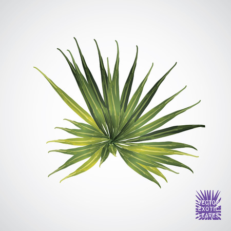 Tropical leaf. Vector green palm leaf. Silhouette of exotic plant. Botanical element isolated on white background. Summer hawaiian hand drawn vector tropical leaves. Monstera, fern, palm exotic plant.のイラスト素材