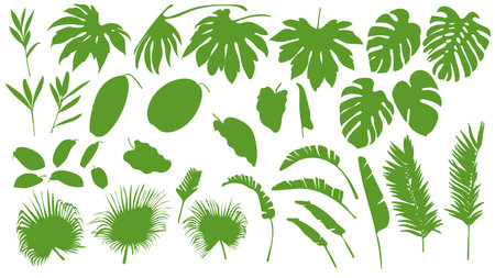 Vector Tropical Leaves. Exotic Palm Summer Forest Silhouettes. Jungle Trees Botanical Illustration. Graphic Plants Outlines Isolated Background. Monstera Abstract Foliage Icons.のイラスト素材