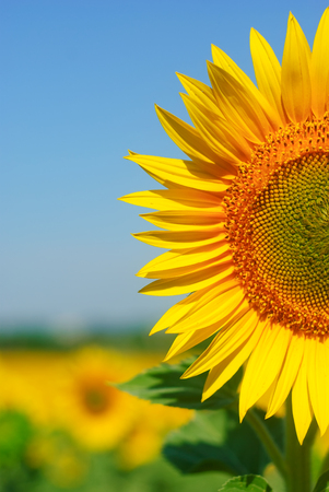 Sunflower in front of sunflower fieldの写真素材