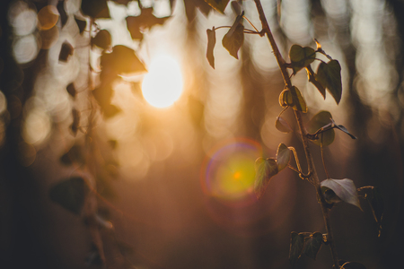 Forest with ivy. Sunset silhouette. Spring timeの写真素材