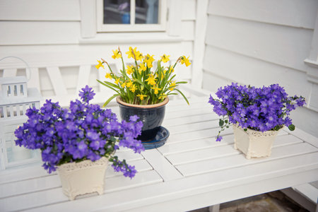 delicate purple flowers verbena on table. Outside. Norway. Scandinavianの写真素材