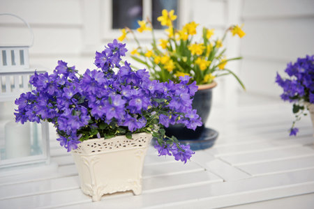 delicate purple flowers verbena on table. Outside. Norway. Scandinavianの写真素材