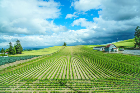 Green nature landscape background of crop field with blue cloudy sky in Biei, Japanの写真素材