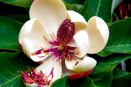 Brilliant Magnolia flower dropping magenta filaments in to petalの写真素材