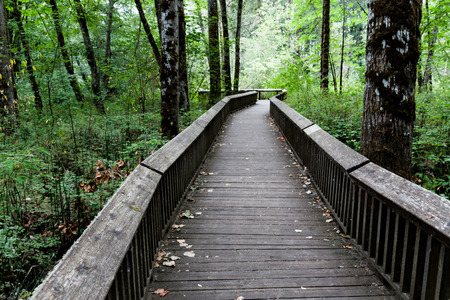 Nature trail boardwalk surrounded by a dense forest.の写真素材
